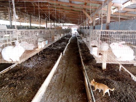 comercial rabbit cages | below the rabbit cages, account for nearly 50% of the sales at Rabbits ... Rabbit Farming, Rabbit Information, Chicken Coop Plans Free, Rabbit Behavior, Female Rabbit, Rabbit Farm, All About Rabbits, Pen Ideas, Raising Rabbits