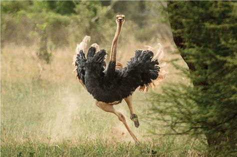 Land animal, can spot trouble 2 miles away. Their massive thigh muscles, elastic tendons, and long lean legs can power an escape at up to 40 miles an hour Ostrich Running, Big Birds, Running Photos, Head In The Sand, Lean Legs, Thigh Muscles, 5 Elements, Out Of Africa, Baboon