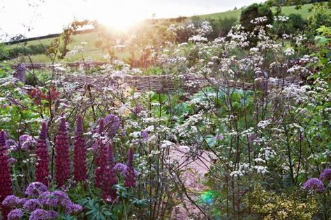 Arne Maynard's Rustic Home in Wales, Photo Gallery | Garden Design / repinned by Llewellyn Landscape & Garden Design www.llgd.co.uk | creative design for the landscape of your dreams Arne Maynard, Portland Garden, Welsh Countryside, Goth Garden, British Garden, Cottage Garden Plants, Summer Plants, Plant Combinations, Garden Borders