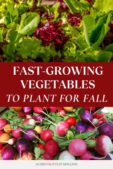 Here is a list of fall vegetables every gardener should plant in their garden for a quick harvest! Plant them in early fall and you'll get your first harvest before winter. Fall Planting Vegetables, Zone 9 Gardening, Fall Vegetable Garden, Fall Vegetables To Plant, Fast Growing Vegetables, Vegetables Garden, When To Plant Vegetables, Fall Planting, Yummy Fall Recipes