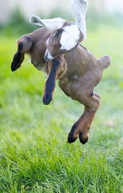 It took a while to realize what animal this is Pygmy Goat, Baby Goat, Cute Goats, Baby Goats, Sweet Animals, Animal Photo, 귀여운 동물, Cuteness Overload, Beautiful Creatures