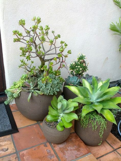 Potted Suculants Succulent Entryway Front Porches, Landscaping With Potted Plants, Pot Design Ideas, Pot Landscaping, Plants For Shaded Areas, Pot Decoration Ideas, Landscaping Pool, Succulent Landscape Design, Ideas For Garden