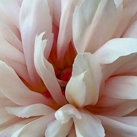 "You can flourish by faith." ~Lailah Gifty Akita 🌼 Upclose Flower, Chic Flowers, Dahlia Flower, Beautiful Flowers Pictures, Color Pencil Art, Flower Pictures, Tropical Flowers, Real Flowers, Flowers Photography