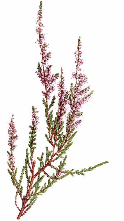 Røsslyng (Calluna vulgaris) Heather Plant Drawing, Calluna Vulgaris Tattoo, Fynbos Tattoo, Heather Drawing, Heather Tattoo, Calluna Vulgaris, Thistle Tattoo, Heather Flower, Heather Plant