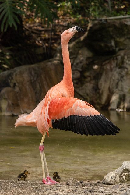 Flamingo Flapping Its Wings! - a photo on Flickriver Flamingo Wings Drawing, Flamingo Reference, Flamingo Meaning, Flamingo Wings, Flamingo Flying, Painting Themes, Flamingo Pictures, 2024 Graduate, Flamingo Photo