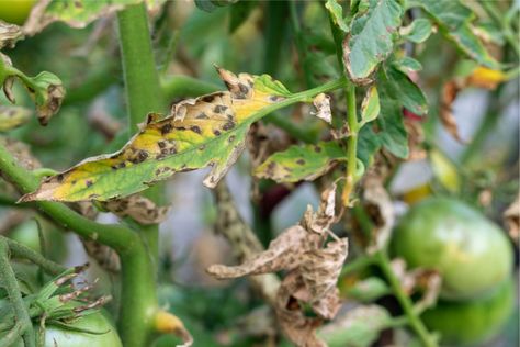 Tomato Blight, Plant Leaves Turning Brown, Tomato Disease, Watering Tomatoes, Tomato Pruning, Growing Tomatoes In Containers, Tomato Plant, Plant Problems, Tomato Cages