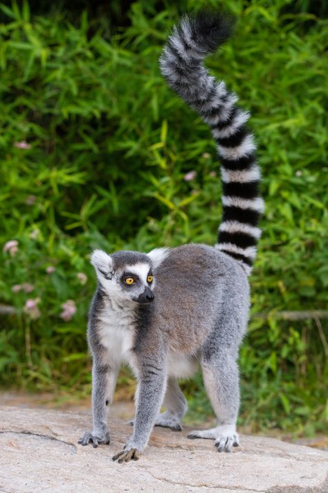 Ring Tailed Lemur, Regnul Animal, Tropical Animals, Wear Perfume, Puppies And Kitties, Most Beautiful Animals, Types Of Animals, Nice Clothes, Silly Animals