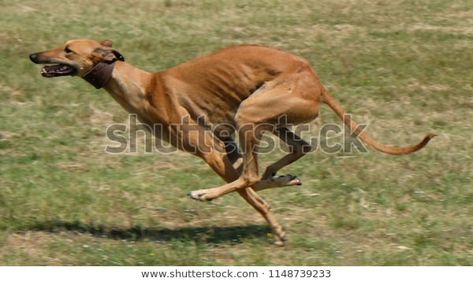 Greyhound Running Pursuit Mechanical Hare Rabbit Stock Photo (Edit Now) 1148739233 Greyhound Running, Running Greyhound, Dog Racing, Racing Dogs, Greyhound Racing, Hare Rabbit, Animals Images, Greyhound, Dog Art