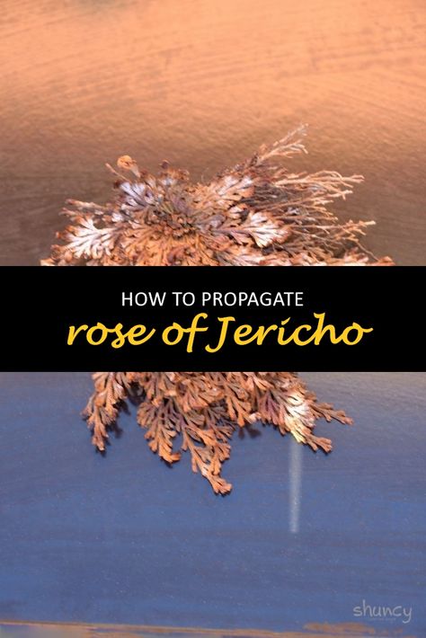 Rose Of Jericho Plant Display, Rose Of Jericho Magic, Rose Of Jericho Plant, Jericho Rose, Rose Of Jericho, Rooting Hormone, Air Plant Terrarium, Root Growth, New Roots