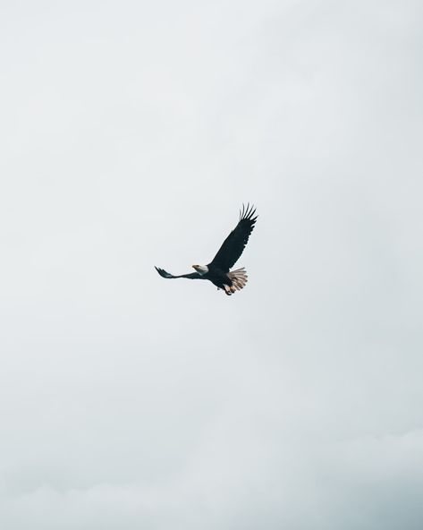 Alaska Images, Alaska Pictures, Spirit Photography, Eagle Images, Eagle Wallpaper, Eagle Pictures, Sky Photos, Trik Fotografi, Bird Photo