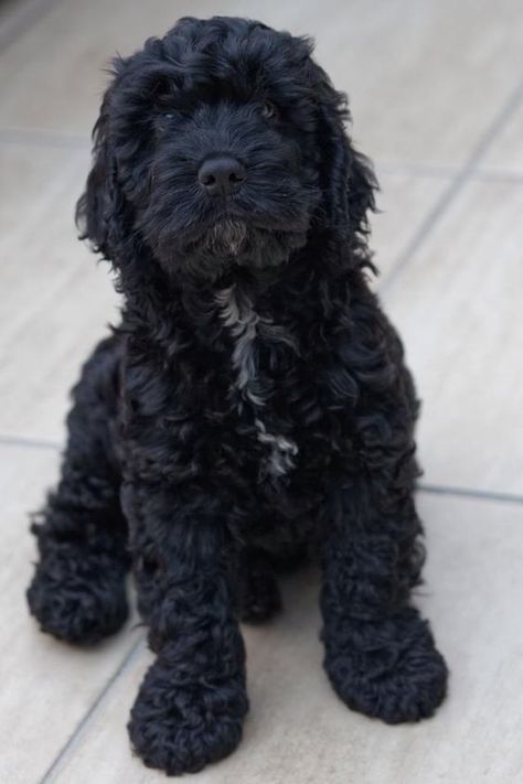 Cockapoo Puppies Black, Black Cockapoo Puppies, Bernedoodle Black, Cavapoo Black, Cockapoo Black, Black Cavapoo, Black Goldendoodle, Goldendoodle Black, Black Cockapoo