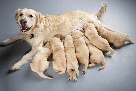 In order to catch and treat mastitis in nursing mother dogs, breeders should be aware of the signs and management options. Newborn Puppies, Pregnant Dog, Dog Dental, Purebred Dogs, American Kennel Club, Puppy Care, Golden Retrievers, Dogs Of The World, Dog Memes