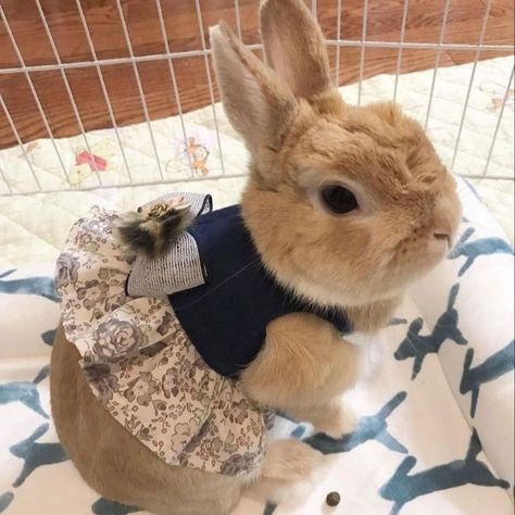 Bunny Outfits Pet, Pet Rabbit Clothes, Bunny Clothes, Bunny Outfits, Rabbit Halloween, Bunny Room, Bunny Fashion, Pet Bunny Rabbits, Rabbit Clothes