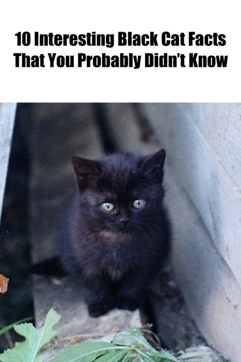 Uncover '10 Interesting Black Cat Facts That You Probably Didn’t Know.' Click the pin to debunk myths and discover surprising truths about these captivating felines. #BlackCatFacts #CatLovers Black Cat Facts Truths, Black Cats Facts, Facts About Black Cats, Types Of Black Cats, Black Cat Personality, Black Cat Kitten, Black Cat Breeds, All Black Cat, Cute Black Kitten