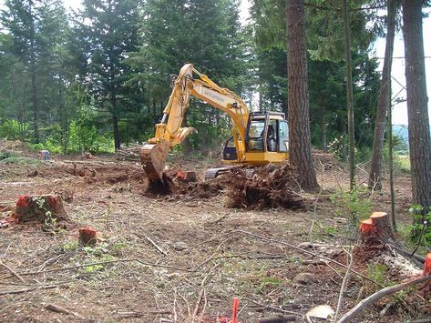 Land Clearing Cost Tree Lopping, Clearing Brush, Tree Removal Service, Wooded Lot, Land Clearing, Urban Tree, Tree Removal, Garden Services, Tree Service