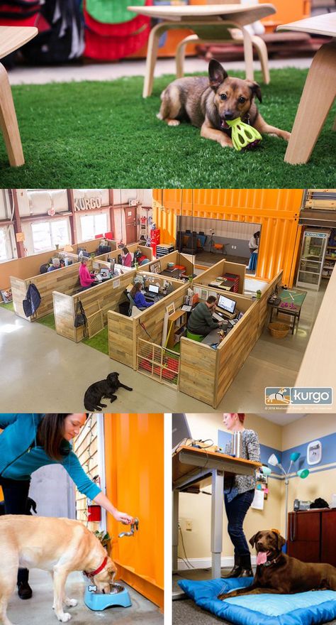 The offices of Kurgo, a Massachusetts-based startup that produces high-end canine toys and travel gear, have been transformed into a comfortable place for the staff and their dogs, incorporating pup-friendly areas right alongside human spaces. Office Dog, Innovative Office, Dog Spaces, Creative Office Space, Dog Cafe, Space Dog, Dog Business, Diy Office, Office Colors