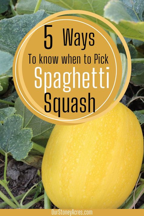 How do you know when spaghetti squash is ready to pick? This article covers 5 ways to know when to pick spaghetti squash from garden. Learn also how to harvest your spaghetti squash with this easy to follow guide. Find other gardening ideas about planting vegetables in your backyard garden. Vegetable Planting Ideas, Spaghetti Squash Plant, Drawing Bathroom, House Plant Decor, Spaghetti Squash Recipes Easy, Preserving Vegetables, Vegetable Salads, Squash Plant, Best Vegetables