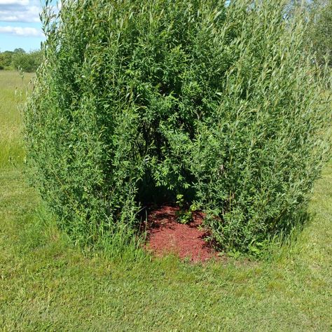 Living Willow Play Hut Kit | Lakeshore Willows in Wainfleet, Ontario Lakeshore Landscaping, Willow Bush, Woods Ideas, Living Willow, Enchanted Wood, Landscape Fabric, Enchanted, Ontario, Make Your Own