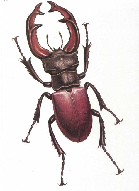 beetle with horns Beetle Cartoon, Beetle Drawing, Black Beetle, Rhino Beetle, Beetle Tattoo, Beetle Art, Kingdom Animalia, Stag Beetle, Insect Art