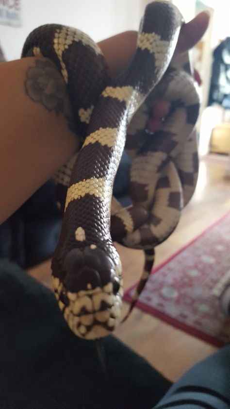 My 9 yr old California King Snake (Sydney) King Snake, Python Snake Aesthetic, California King Snake, Albino King Cobra Snake, Albino Snake Ball Python, Snake Terrarium, Axanthic Ball Pythons, Cool Snakes, Ball Python Axanthic