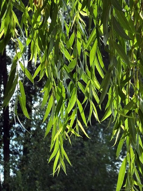 Weeping #Willow #tree close up in Barnes Green | Graceful willows ... Willow Tree Leaf, Weeping Willow Leaves, Changeling Rogue, Willow Tree Leaves, Willow Trees Garden, Willow Tree Branch, Cicada Art, Chinese Tree, Willow Tree Tattoos