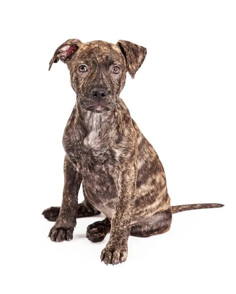 Brindle Pitbull Dog Breed Info: Pictures, Personality, Facts | Hepper Brindle Pitbull, Pitbull Dog Breed, Pitbull Dog, Dog Breed, Pitbull, Dog Breeds, Lion Sculpture, Puppies, Dogs