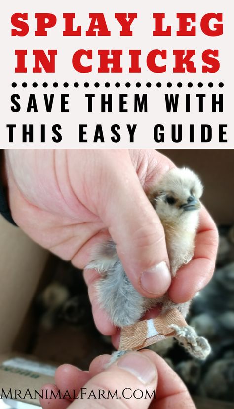 Splay Leg Chickens, Raising Baby Chicks, Baby Chicks Raising, Best Egg Laying Chickens, Chicken Care, Egg Laying Chickens, Backyard Chicken Coop Plans, Chicken Feeders, Backyard Chicken Farming