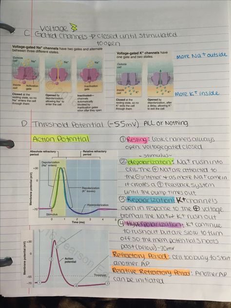 Action potential.  depolarization Neurophysiology Notes, Action Potential Notes, Action Potential Nervous System, Membrane Potential, Action Potential, Nursing School Studying Cheat Sheets, Nervous System Anatomy, Basic Anatomy And Physiology, Medical Student Study