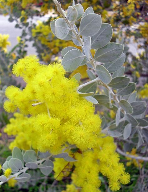 Acacia Baileyana, Mimosa Tree, Albizia Julibrissin, Tall Shrubs, Australian Native Garden, Australian Flowers, Australian Plants, Australian Native Plants, Ornamental Trees