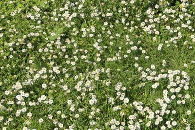 Tips & Information about Chamomile Lawn - Gardening Know How Backyard Grass Alternative, Growing Chamomile, Grow Chamomile, Chamomile Lawn, Lawn Alternative, Chamomile Growing, Grass Alternative, Plants Tips, Lawn Alternatives