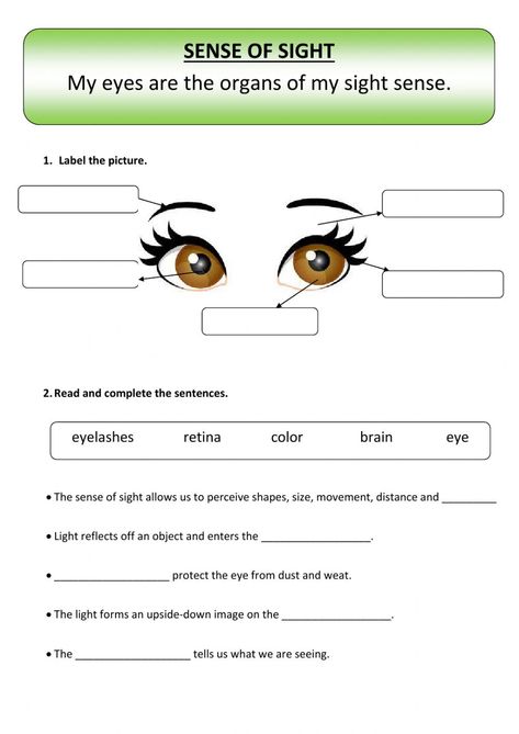 Sense Of Sight Worksheet, Kindergarten Math Worksheets Free, Eye Parts, Parts Of The Eye, Sense Of Sight, Board Game Design, States Of Matter, Kindergarten Math Worksheets, Science Worksheets