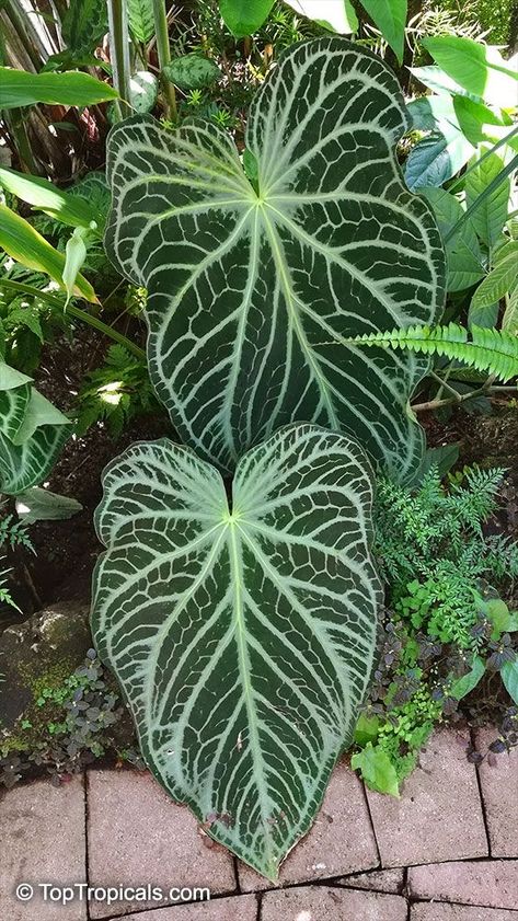 Anthurium crystallinum Fairchild | Rare indoor aroid house plant Anthurium Crystallinum, Anthurium Plant, Alocasia Plant, Plants For Garden, Amazing Plants, Anthurium Flower, Plant Encyclopedia, Orchid Planters, Garden Catalogs