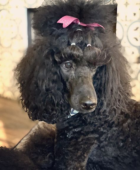 Standard Poodle Top Knot Styles, Poodle Top Knot Styles, Poodle Top Knot, Standard Poodle Cuts, Poodle Puppy Cut, Dog Hairstyles, Doodle Cuts, Annie Mae, Black Standard Poodle