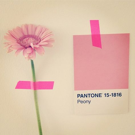 It's Flower Friday! Even daisies look lovely in Peony pink! Photo by Happy Blog Pink Office, Office Colors, Bridesmaid Box, Peonies, Ted Baker Icon Bag, Daisy, Instagram Photo, Pink, Color