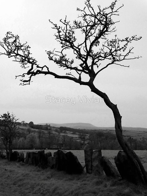 Tree with Pendle Hill Pendle Hill, Coven, Pine Tree, Framed Art Print, Sale Artwork, Framed Art Prints, Framed Art, Favorite Places, Art Print