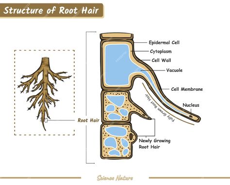 Premium Vector | Structure of root hair Root Structure Biology, Biology Aesthetic, Ideas Apuntes, Anaerobic Respiration, Biology Diagrams, Flower Structure, Biology Notes, Creature Artwork, Alphabet Activities Preschool