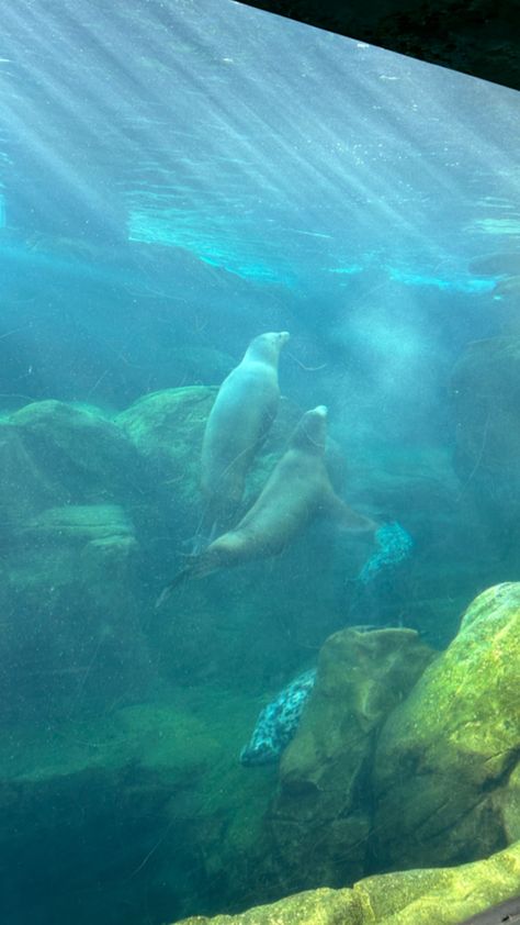 long beach aquarium of the pacific Long Beach Aquarium, Beach Aquarium, Me N Who, Aquarium Of The Pacific, The Pacific, Long Beach, California