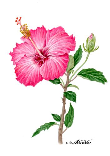 Botanical Art Watercolors, Gumamela Flower, Hibiscus Drawing, Hibiscus Flower Drawing, How To Draw Flowers, Painting Step By Step, Draw Flowers, Video Show, Watercolor Flower Art