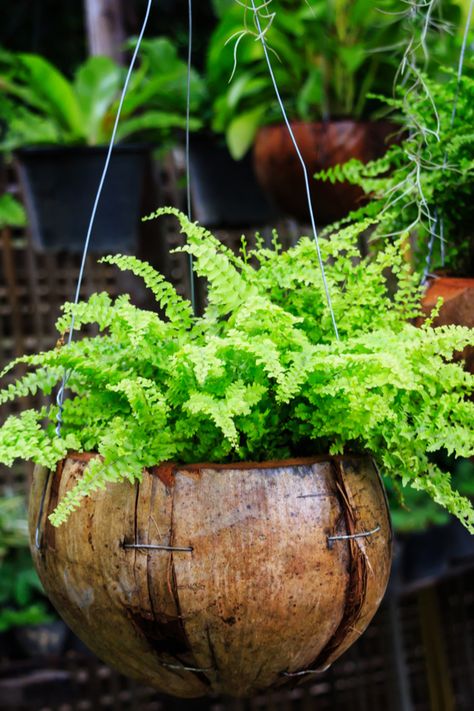 How To Create Hanging Baskets From Hostas - The Perfect Shade Basket! Hosta Care, Hanging Ferns, Ferns Care, Maidenhair Fern, Hosta Plants, Plants For Hanging Baskets, Shade Flowers, Basket Planters, Fern Plant