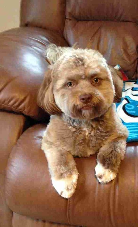 This Photo Of A Dog Who Looks Like A Human Is Freaking People Out - The Dodo Baby Face Drawing, Animal Tatoos, Funny Baby Faces, Chien Shih Tzu, Animal Shaming, Goofy Dog, Big Hearts, Shih Poo, Dog Shaming