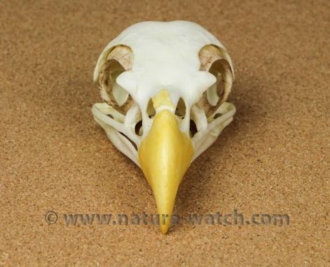 Skull Front View, Bird Skulls, Bird Anatomy, Egypt Gods, Eagle Skull, Bold Eagle, Painted Sculpture, Haliaeetus Leucocephalus, Ideal Aesthetic