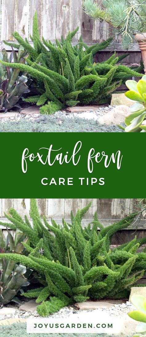 I’ve loved these tough yet attractive ferns ever since I saw a small 1 in a hanging pot in a greenhouse at the Brooklyn Botanic Garden many, many moons ago. Despite the confusing fact that this evergreen perennial has 2 common names, Myers or Foxtail Fern, it’s very easy and not at all confusing to care for.#foxtailfern #fern #plant #planting #plantingtips #gardening #gardeningtips #garden #gardener #beginnergardener #beginnergardening #howtogarden Foxtail Fern Care, Plant For Beginners, Fern Care, Foxtail Fern, Ferns Care, Brooklyn Botanic Garden, Ferns Garden, Indoor Plant Care, Fern Plant