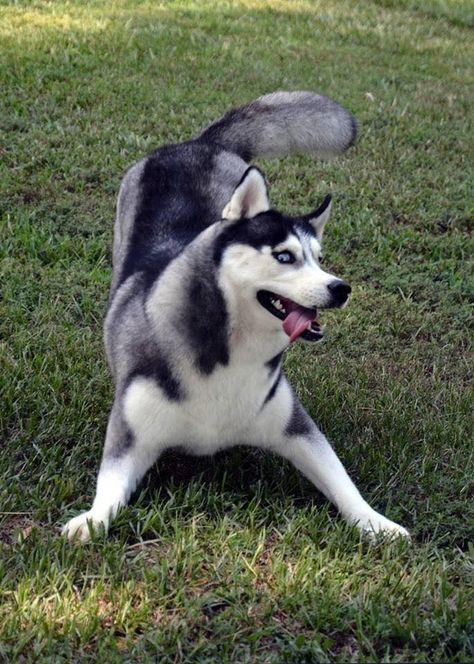 Cyberian Huskies, Crazy Husky, Husky Grooming, Husky Pups, Dog Names Unique, Fluffy Puppy, Husky Funny, Cute Husky, Husky Lover