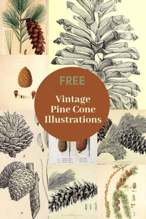 Pine Cone Drawing, Character Drawings, Free Vintage Printables, Free Printable Art, Picture Boxes, Free Art Prints, Children Book, Black And White Drawing, Vintage Printables