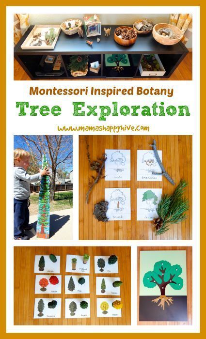 Montessori Tree Unit, Tree Projects For School, Preschool Parts Of A Tree, Kindergarten Tree Unit, Creative Curriculum Tree Study Activities, Trees Kindergarten Activities, Tree Activities For Kindergarten, Trees Unit Creative Curriculum, Tree Kindergarten Activities