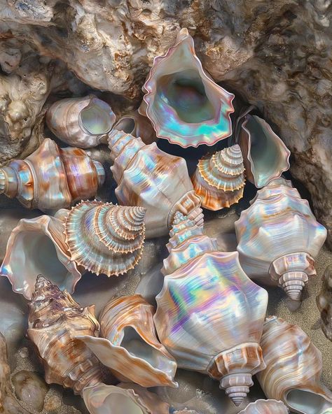 Shells ... . . #shells #sea #diamond #gold #beach Sea Shell Aesthetic, Sea Shells Aesthetic, Shells Aesthetics, Pretty Shells, Collecting Seashells, Pretty Water, Gold Beach, Ocean Treasures, Shell Collection