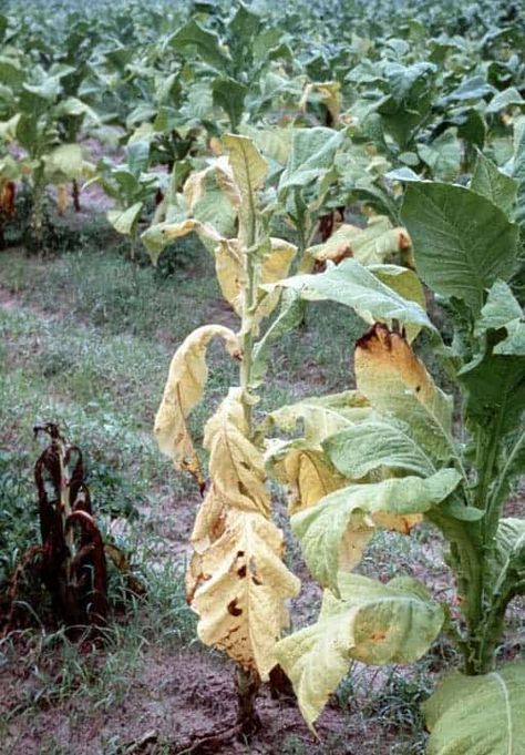 Fusarium wilt is a fungus that can take over your garden. Learn to recognize the symptoms heal your plants. Cucumber Seedlings, Rustic Rooms, Plant Vessels, Banana Candy, Cucumber Beetles, Cucumber Plant, Plant Problems, Crop Rotation, Seed Catalogs