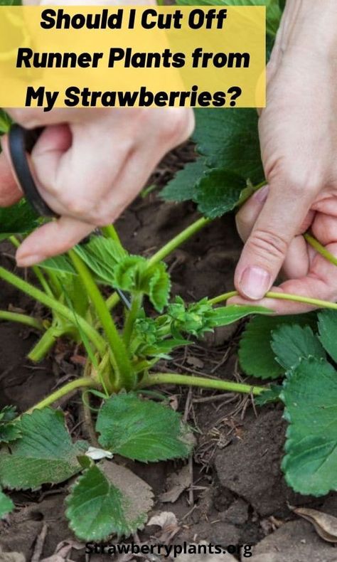 Strawberry Plant Cover, Strawberry Runners Tips, How To Plant Strawberry Runners, Strawberry Runners Planting, Keeping Strawberries Off The Ground, Strawberry Netting Ideas, Protect Strawberries From Birds, Strawberry Garden Beds, Strawberry Beds Ideas Diy