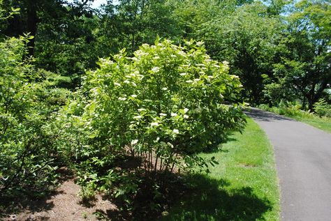 Entire plant photo of Possumhaw Viburnum (Viburnum nudum 'Earth Shade') uploaded to Garden.org by ILPARW Morris Arboretum, Plant List, Photo Location, Philadelphia Pa, Native Plants, In Bloom, Philadelphia, Country Roads, Shades