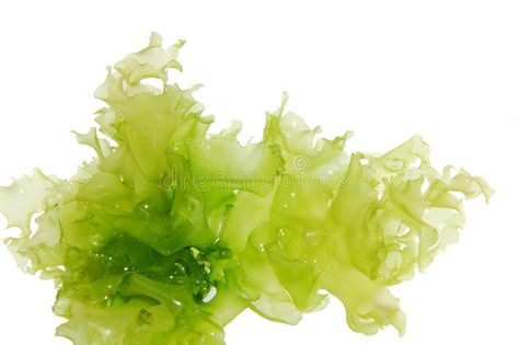 Sea Vegetables, Green Algae, Plant Based Nutrition, Green Sea, Food Magazine, Makeup Organization, Organic Skin Care, Plant Based, Stock Photography